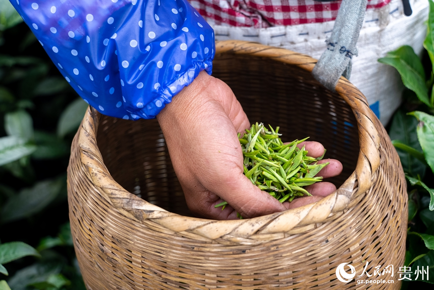 茶農剛剛采摘的春茶。人民網記者 涂敏攝