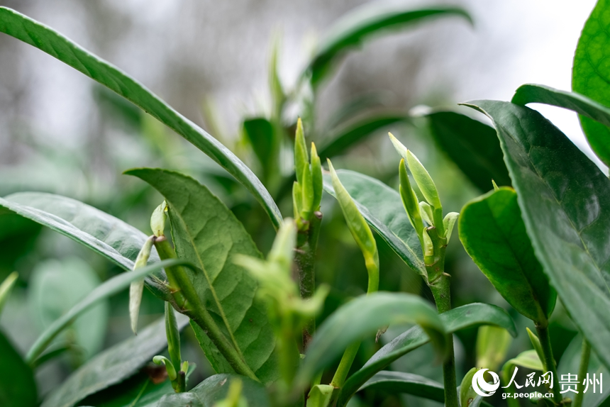 茶園內待采摘的茶芽。人民網記者 涂敏攝