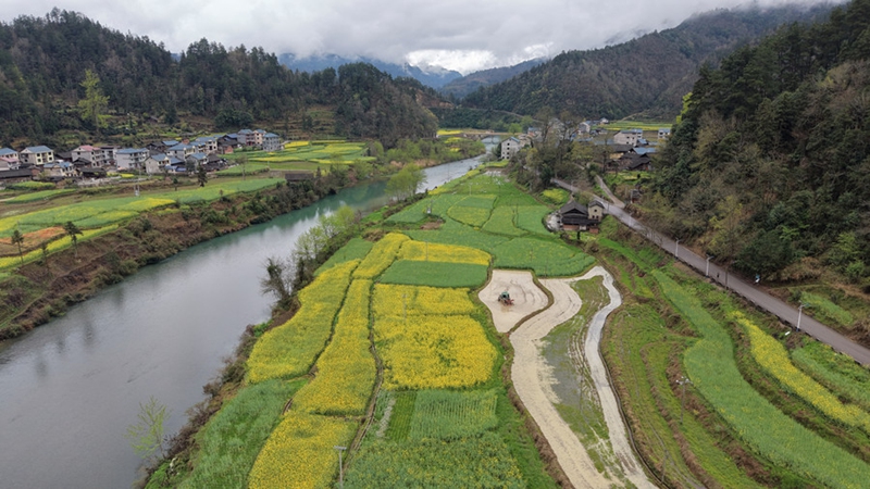 1、岑鞏縣龍田鎮總院村水稻制種基地，大型犁田機在打理秧田。（萬再祥 攝）