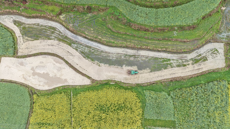 2、大型犁田機在打理秧田。（萬再祥 攝）