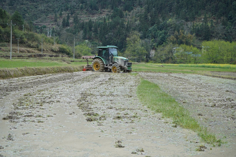 4、大型犁田機在打理秧田。（周燕  攝）
