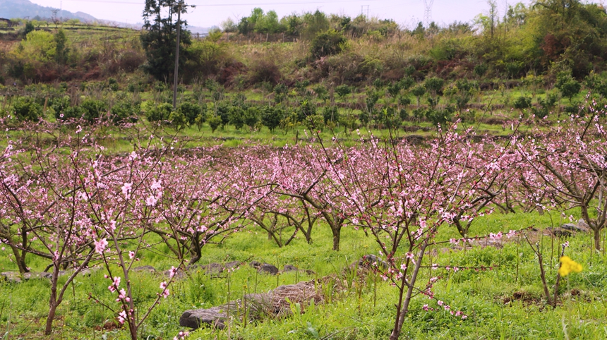 貴州獨山五百畝桃花盛開 風景如畫。