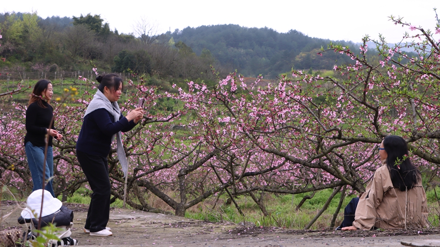 貴州獨山五百畝桃花盛開 風景如畫。