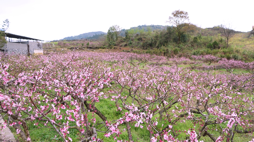 貴州獨山五百畝桃花盛開 風(fēng)景如畫。