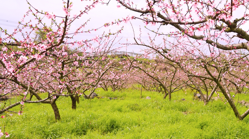 貴州獨山五百畝桃花盛開 風景如畫。