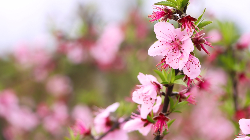 貴州獨山五百畝桃花盛開 風景如畫。