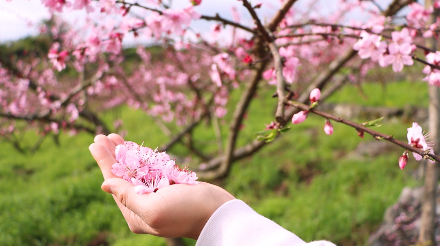 貴州獨山五百畝桃花盛開 風景如畫。