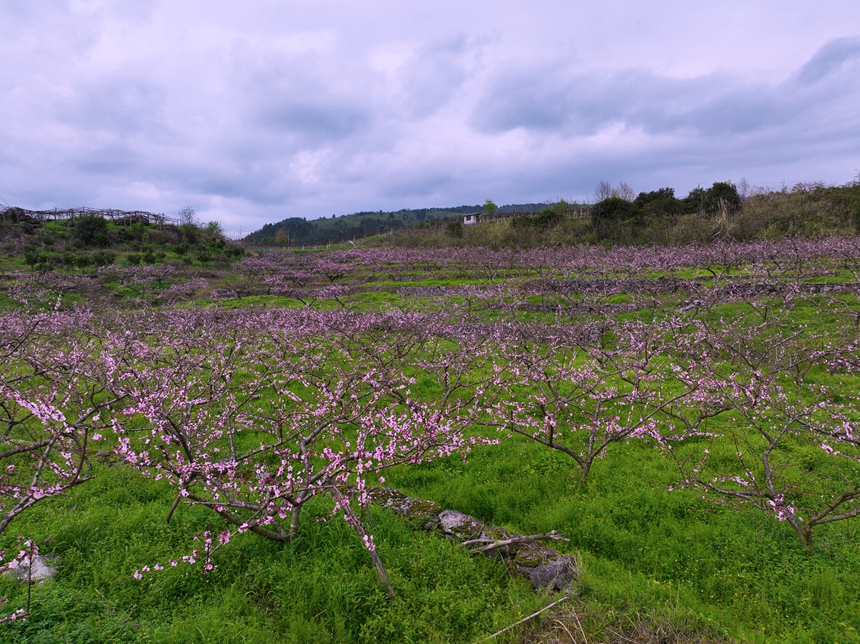 貴州獨(dú)山五百畝桃花盛開 風(fēng)景如畫。