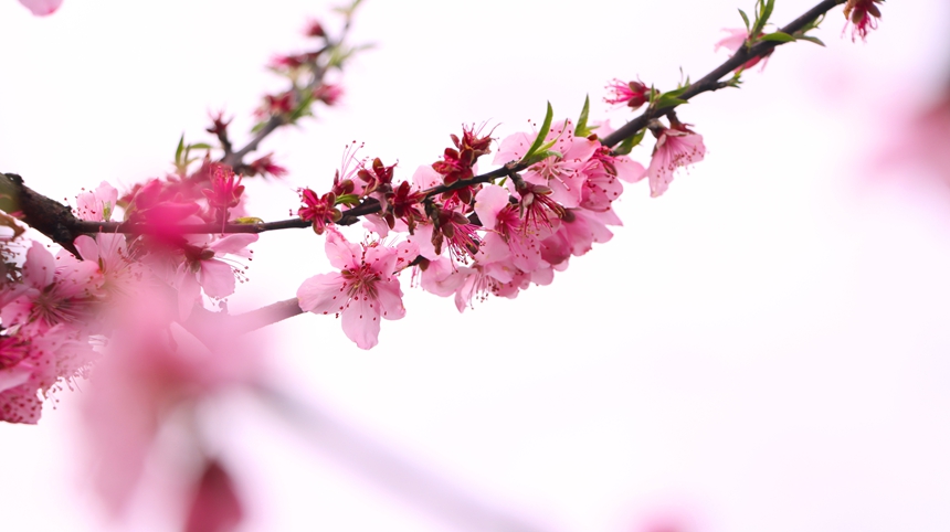 貴州獨山五百畝桃花盛開 風景如畫。