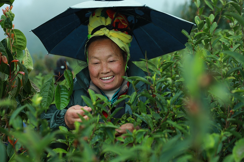 采茶工人正在采茶。聶晶梅 攝 (2)