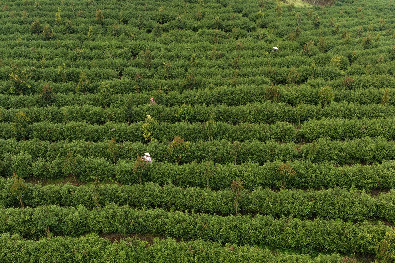 采茶工人正在采茶。吳麟欽 攝