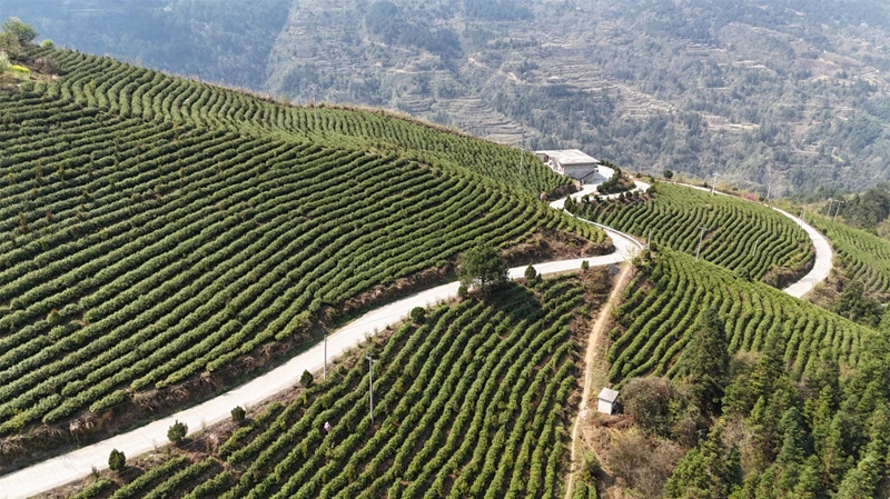 劍河縣太擁鎮的翁王村白茶基地。太擁鎮政府供圖