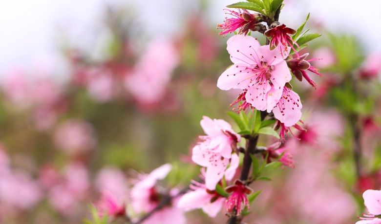 貴州獨山：五百畝桃花盛開 風景如畫