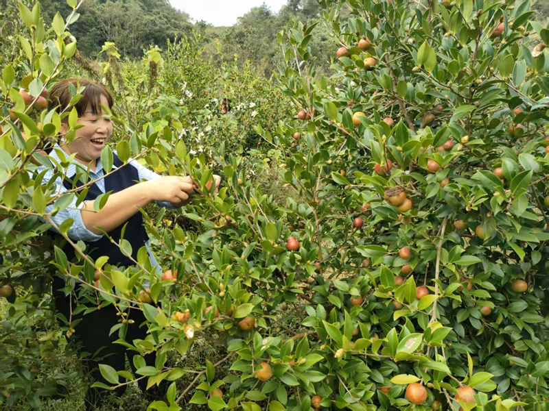 施秉縣白垛鄉(xiāng)村民在采收油果。