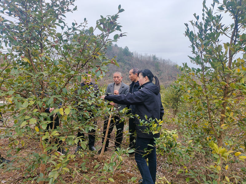 農業技術員在施秉縣白垛鄉谷定村開展油茶產業技術指導。
