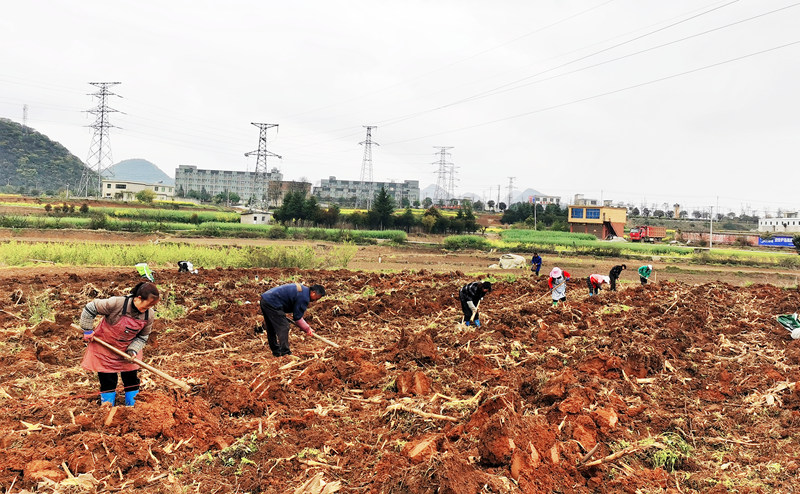 “村社共建”結(jié)碩果 葡萄產(chǎn)業(yè)促振興。