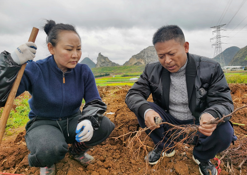 “村社共建”結(jié)碩果 葡萄產(chǎn)業(yè)促振興。