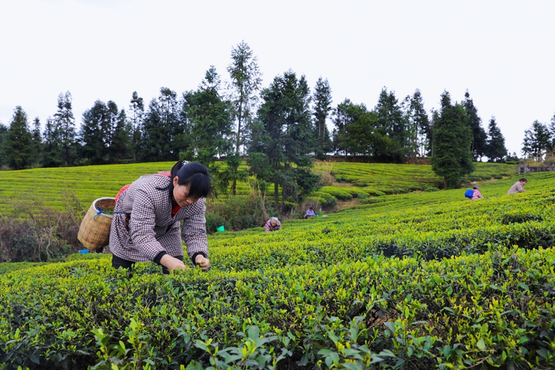 茶農采摘明前茶.jpg