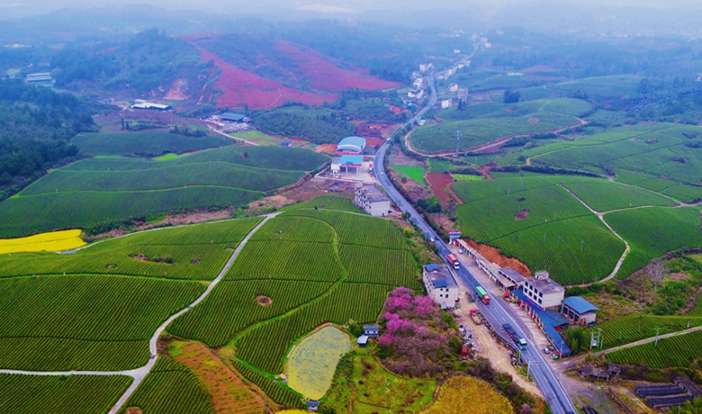 路暢興產(chǎn)業(yè) 苗鄉(xiāng)溢茶香