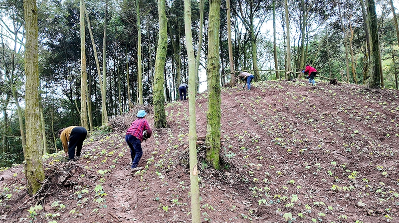 村民分工協(xié)作為藥苗提供好的生長(zhǎng)空間。稅會(huì)靜 攝.jpg