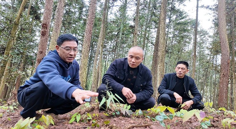 邀請(qǐng)技術(shù)人員查看藥苗長(zhǎng)勢(shì)。稅會(huì)靜 攝.jpg