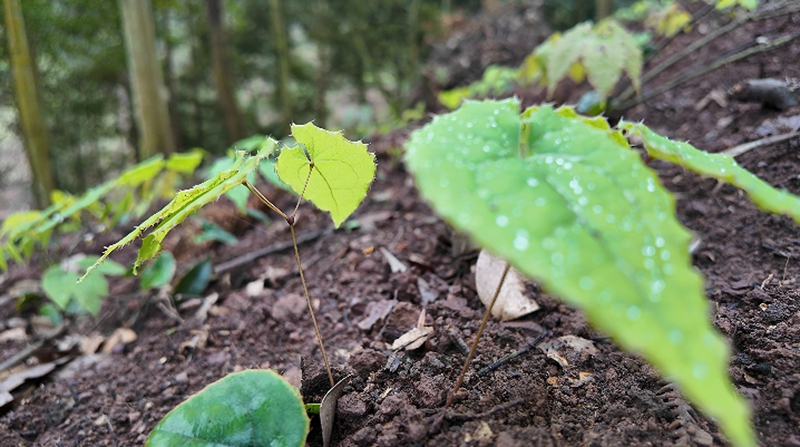 藥苗布滿整片山林。稅會(huì)靜 攝.jpg