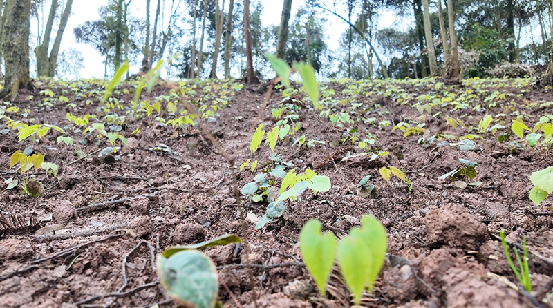 一株株淫羊藿藥苗長(zhǎng)勢(shì)喜人。稅會(huì)靜 攝.jpg