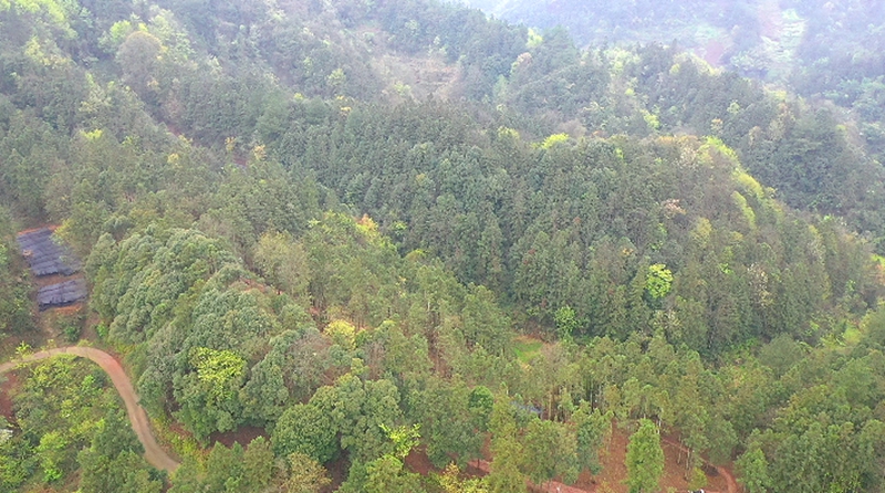 寨壩鎮(zhèn)豐富的森林植被。稅會(huì)靜 攝.jpg