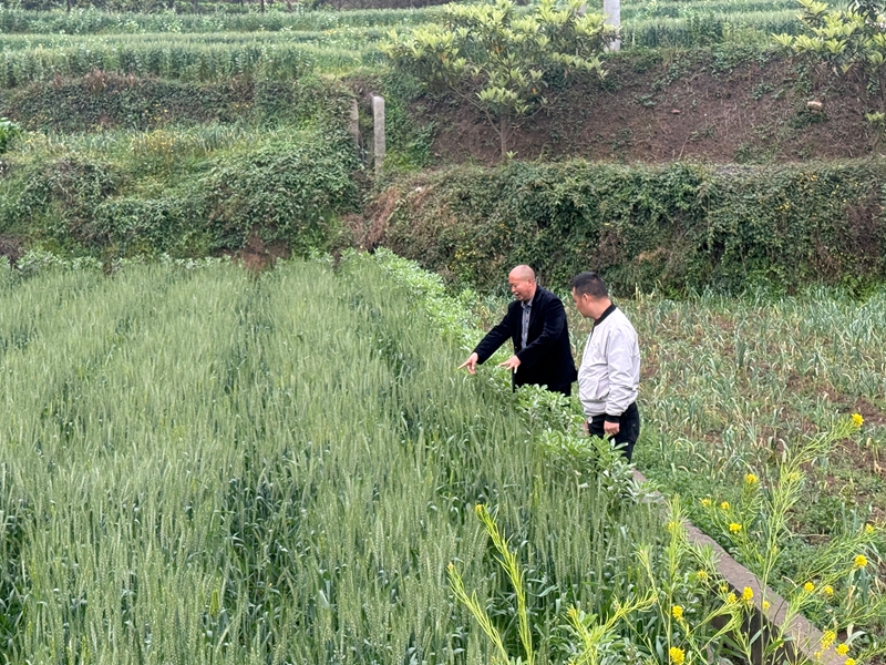 六廣鎮農業農村綜合服務中心農技干部蔡恭民在驛泉村排查小麥病蟲害情況,并指導村民科學防范.jpg
