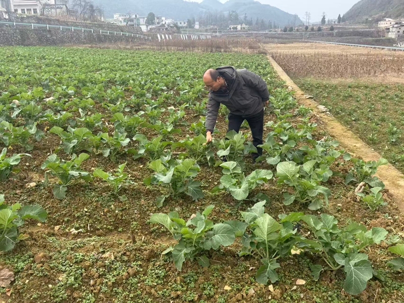 六廣鎮農業農村綜合服務中心農技干部蔡恭民在元慶村查看油菜長勢,并排查病蟲害情況.jpg