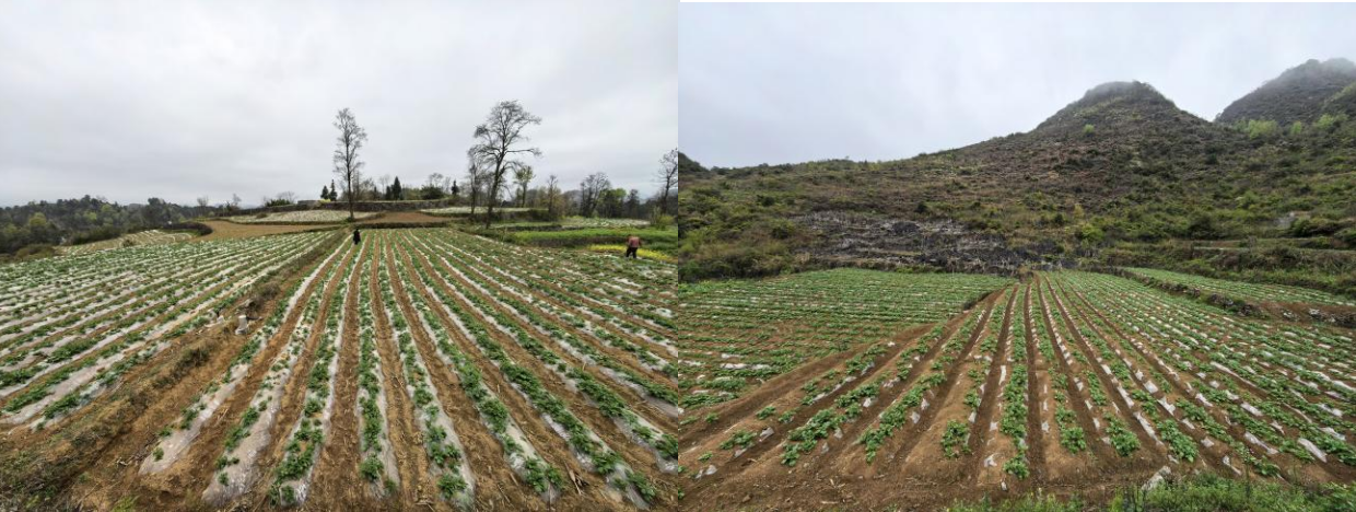壩羊鎮(zhèn)平塘村(左)、貓營鎮(zhèn)牛場坡村(右)馬鈴薯示范基地。