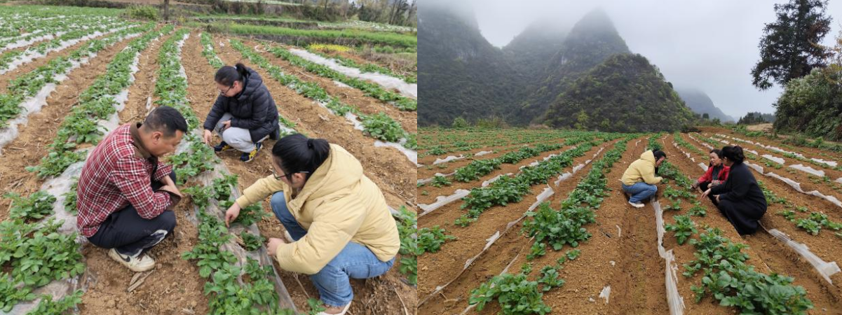 在壩羊鎮(zhèn)平塘村(右)、貓營鎮(zhèn)牛場坡村(左)馬鈴薯示范基地指導(dǎo)破膜放苗。