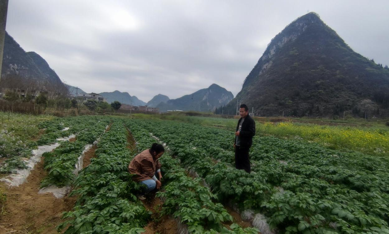 在五峰街道中心村馬鈴薯示范基地查看晚疫病發(fā)生情況。