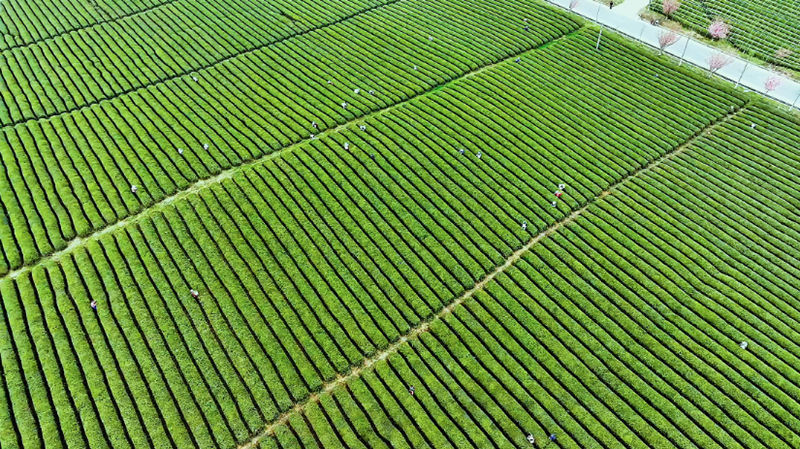 西秀區雞場鄉推動茶產業“強一接二連三”。