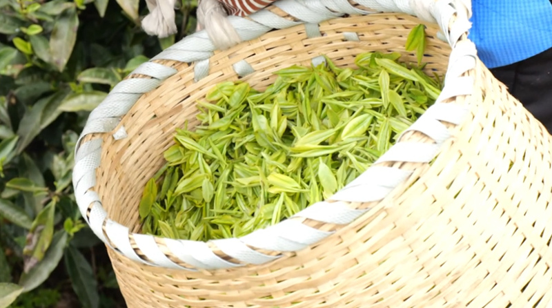 西秀區雞場鄉推動茶產業“強一接二連三”。