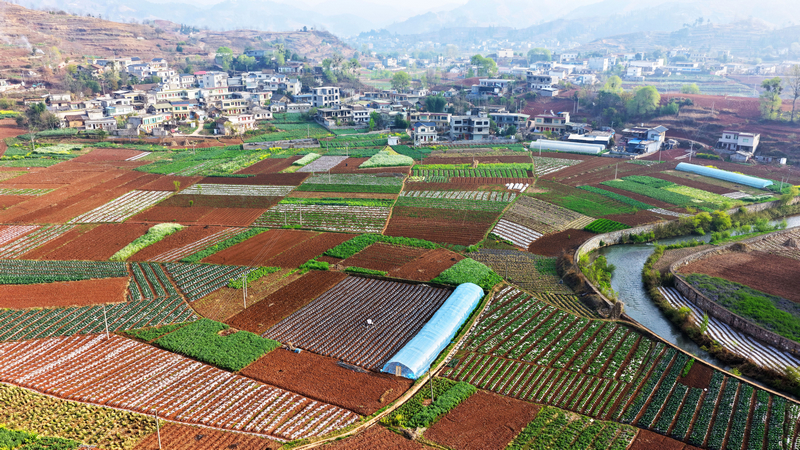 威寧自治縣羊街鎮雙河村已種農作物與待耕土地色彩交錯，宛如一塊鋪展在田間的七彩畫卷，盡顯春日生機。