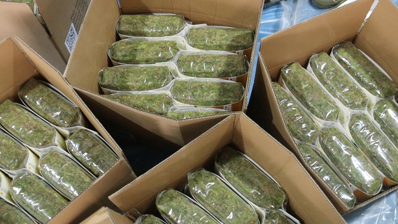 全力趕制海花草訂單。