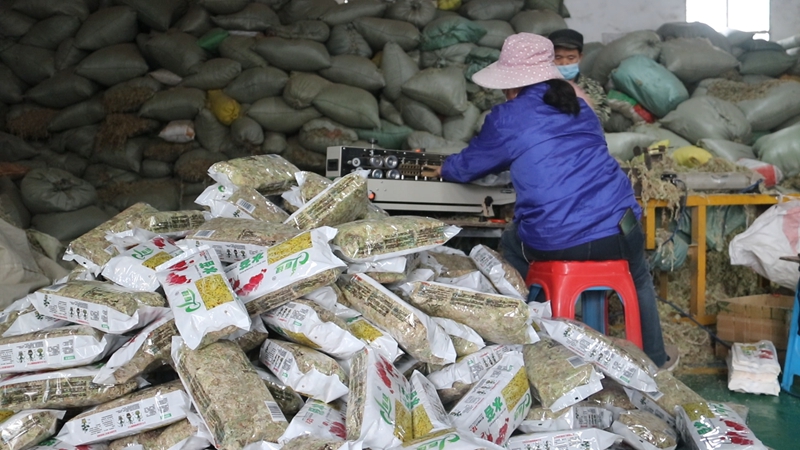 全力趕制海花草訂單。