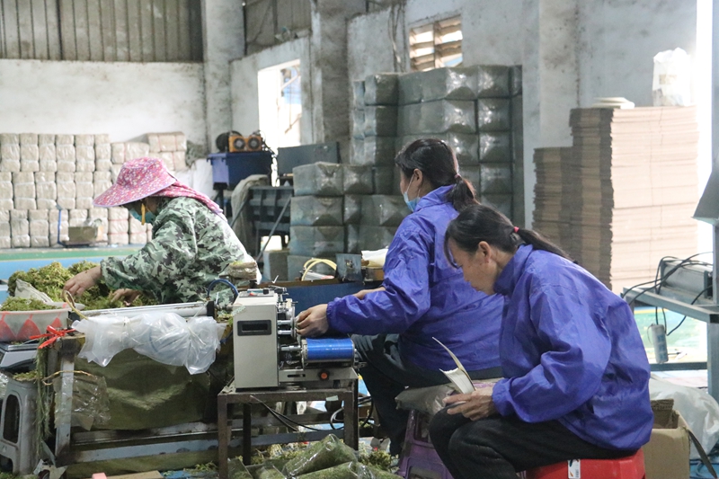 全力趕制海花草訂單。