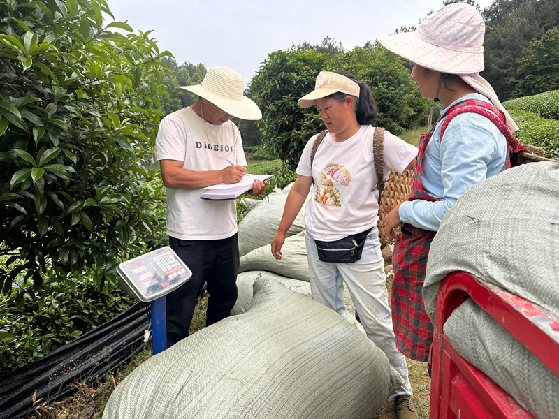 農戶在茶園務工后進行當日記賬.jpg