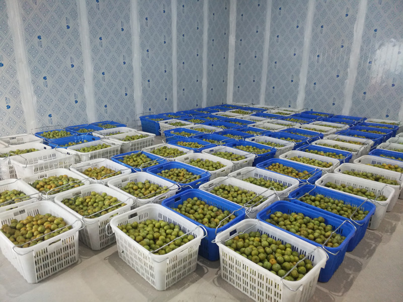 施秉縣雙井鎮(zhèn)黃琴蜂糖李紅李豐收。