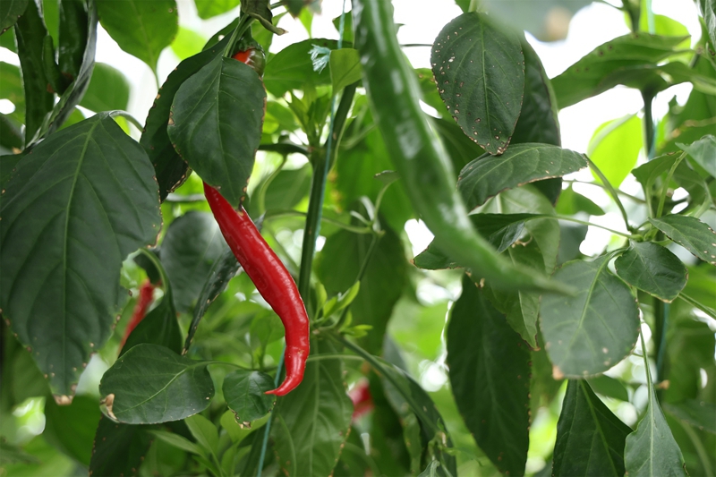 長勢良好的辣椒.JPG