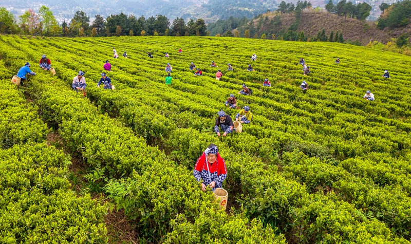 2026年3月26日，村民在貴州省黔西市中坪鎮黃泥坡社區茶園開展采茶比賽（無人機照片）。