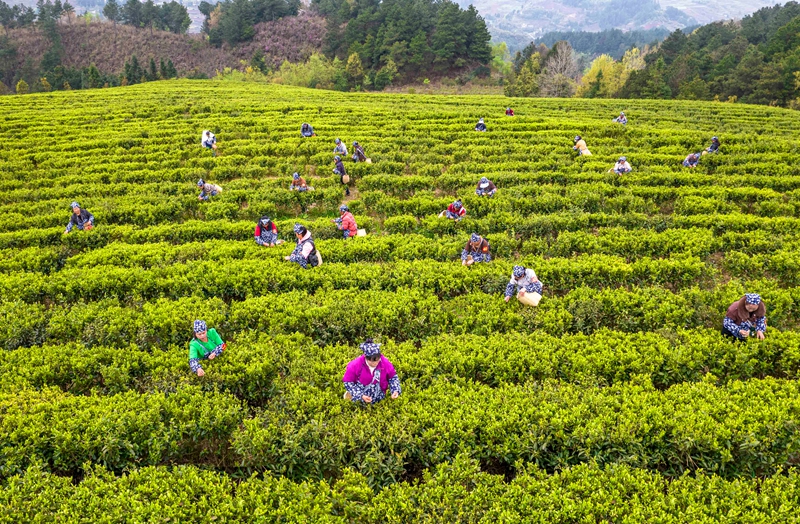 2026年3月26日，村民在貴州省黔西市中坪鎮黃泥坡社區茶園開展采茶比賽（無人機照片）。