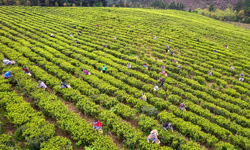 2026年3月26日，村民在貴州省黔西市中坪鎮(zhèn)黃泥坡社區(qū)茶園開展采茶比賽（無人機(jī)照片）。