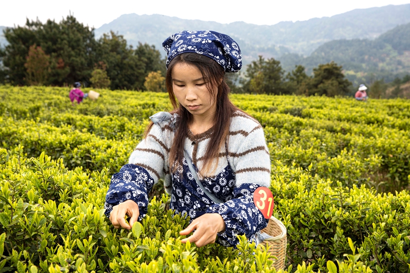 2026年3月26日，村民在貴州省黔西市中坪鎮黃泥坡社區茶園開展采茶比賽。