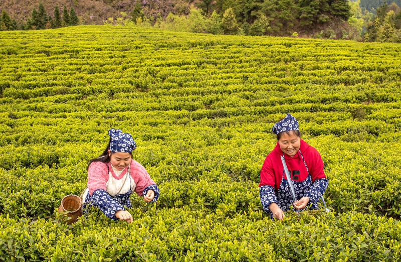 2026年3月26日，村民在貴州省黔西市中坪鎮黃泥坡社區茶園開展采茶比賽。