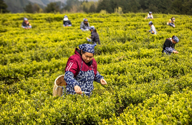 2026年3月26日，村民在貴州省黔西市中坪鎮黃泥坡社區茶園開展采茶比賽。