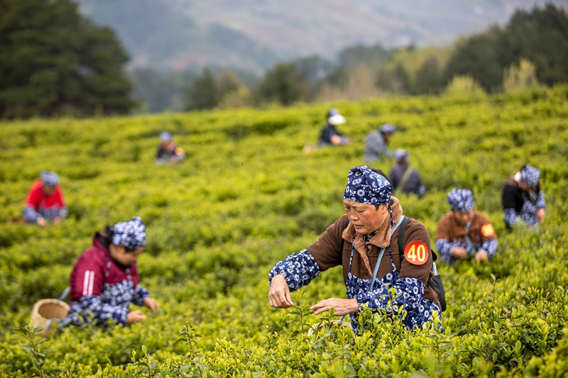 2026年3月26日，村民在貴州省黔西市中坪鎮黃泥坡社區茶園開展采茶比賽。