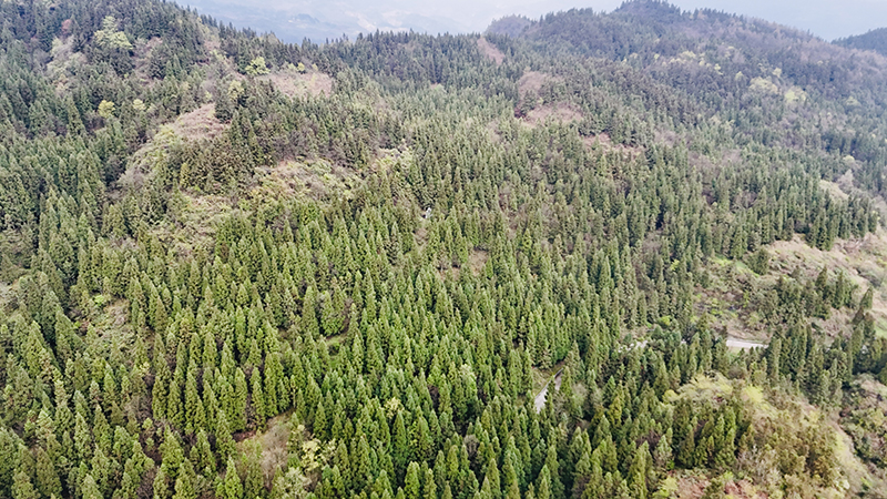 仁懷市喜頭鎮森林面積5.53萬畝，森林覆蓋率56.18%。